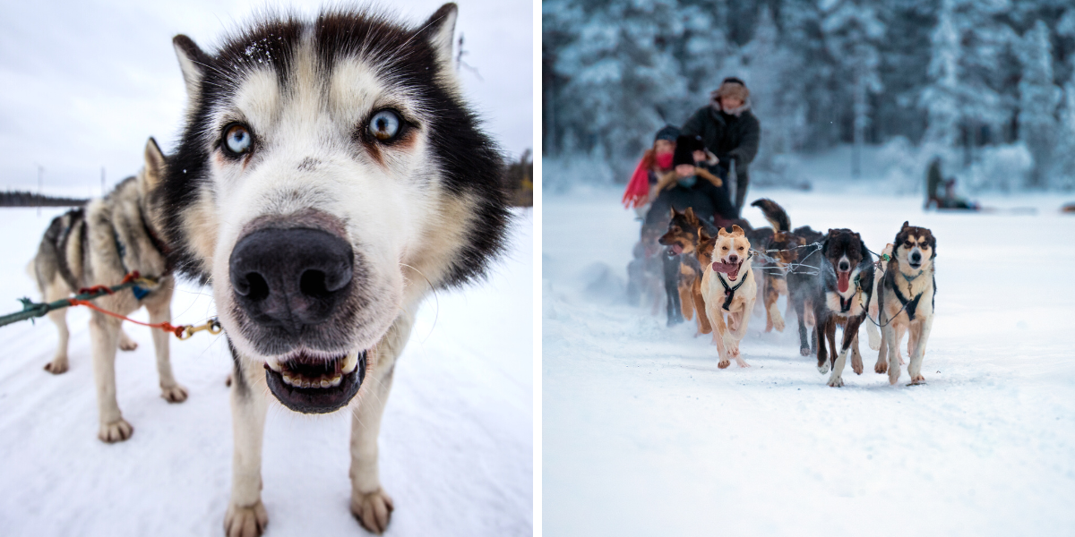 C'est parti pour une balade en chiens à traineau 