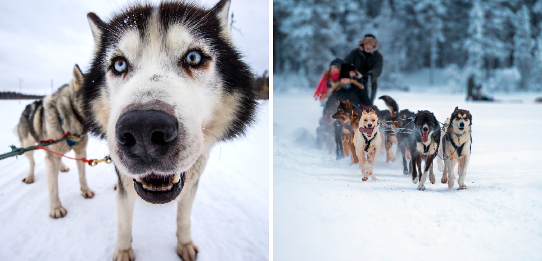 C'est parti pour une balade en chiens à traineau