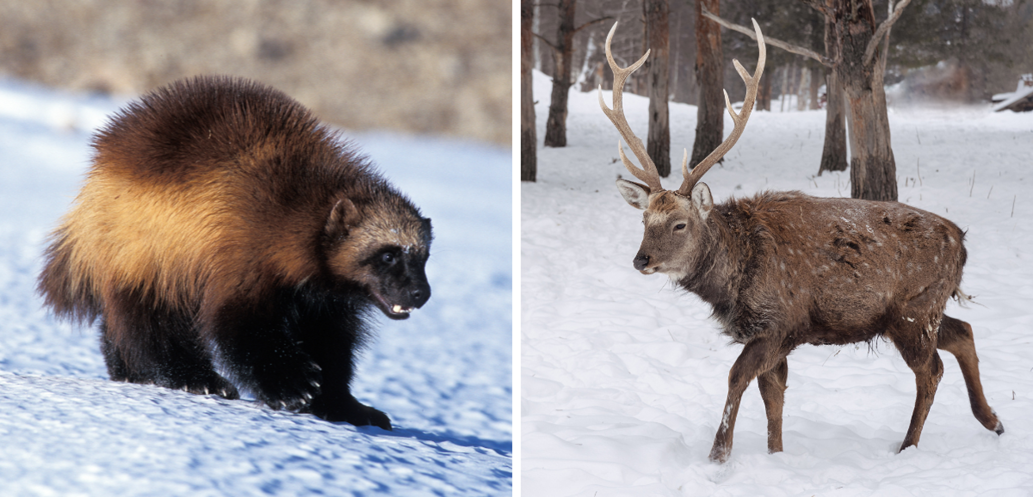 Sur les traces du carajou et du wapiti