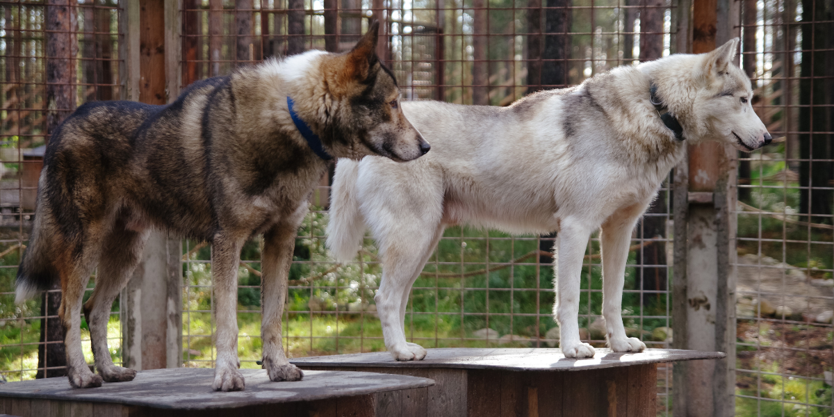 Et un chenil de Husky 