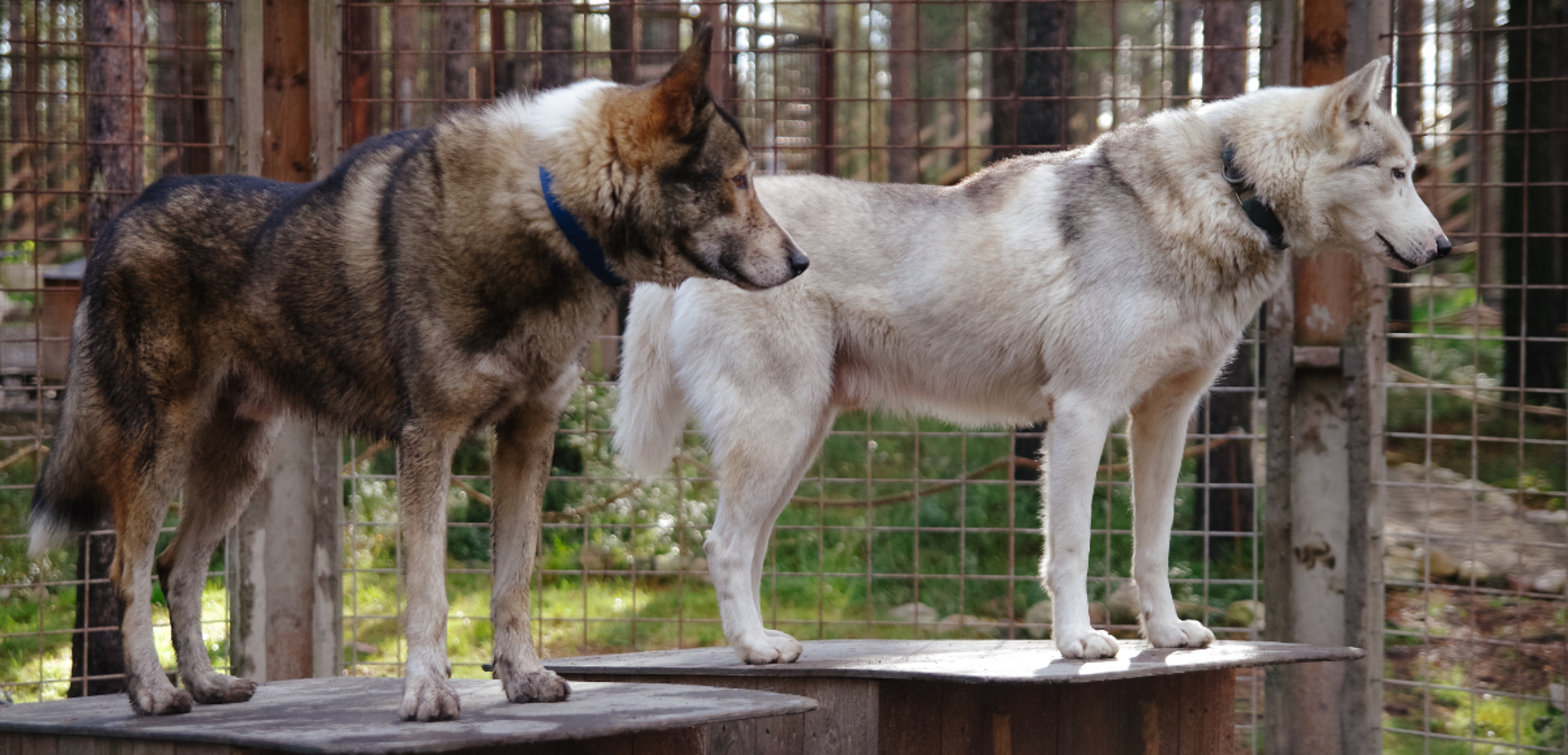 Et un chenil de Husky