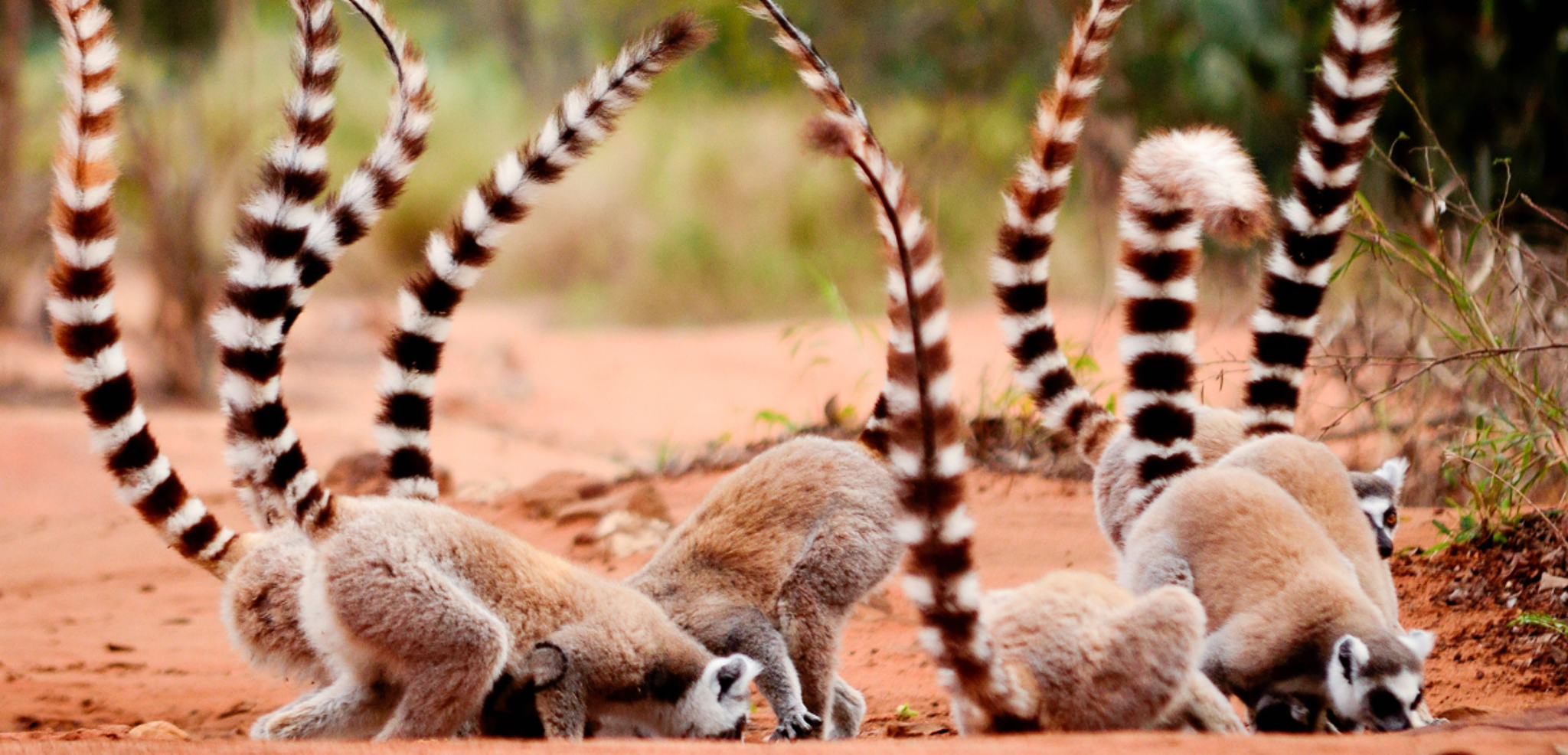 Rencontrez la population locale !