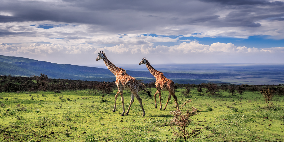 Au coeur de la savane sauvage