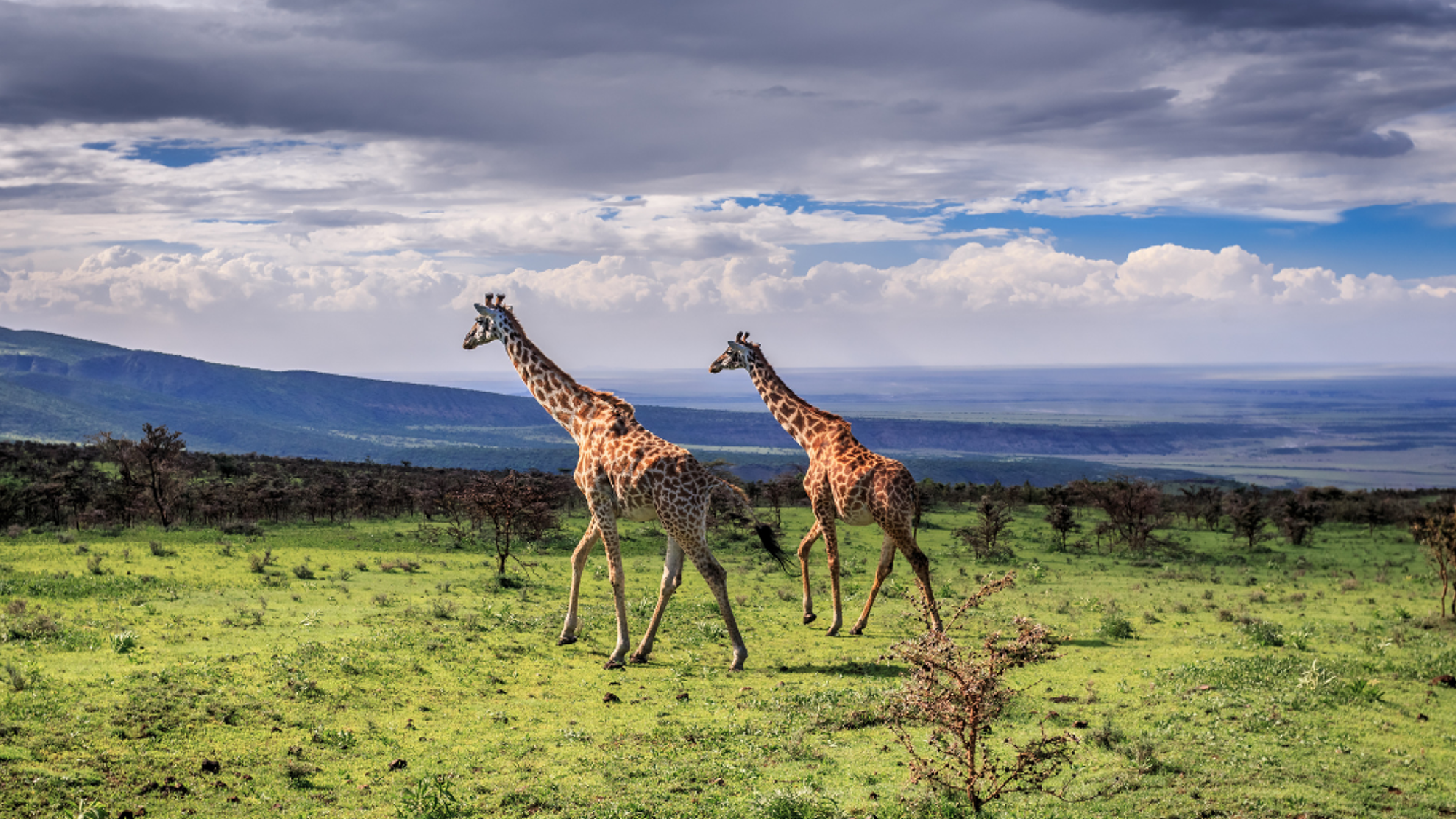 Au coeur de la savane sauvage