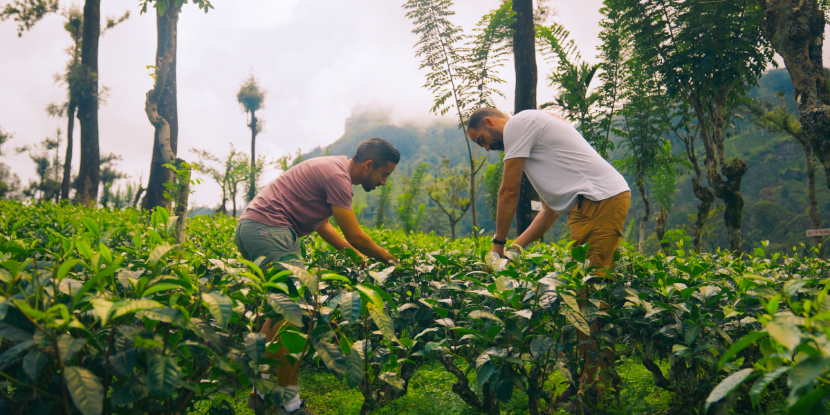 Dans les plantations de thé