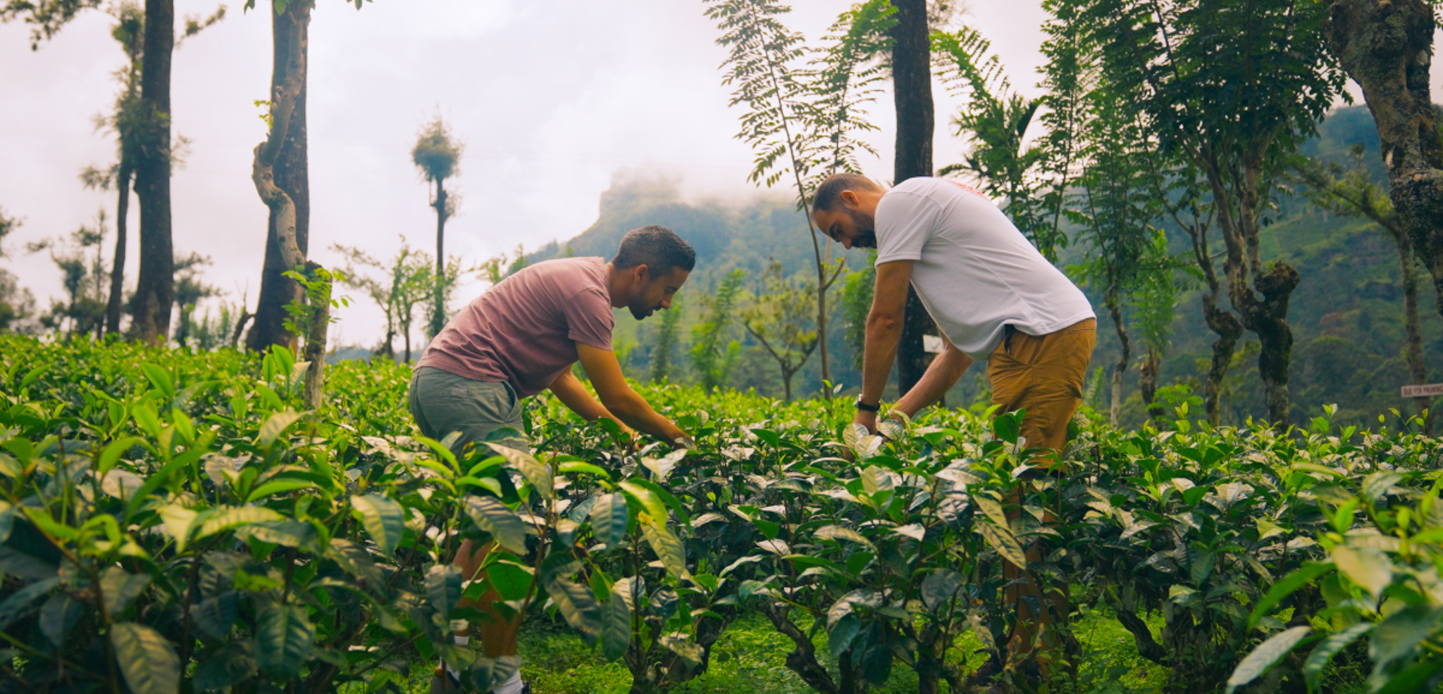 Dans les plantations de thé
