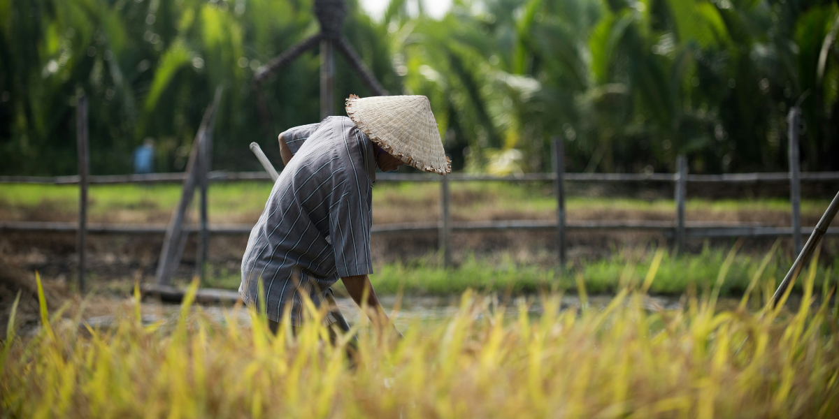 Vietnam ©Daniel Klein / Unsplash 