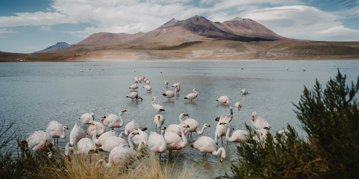 Les lagunes de l'altiplano et leurs flamants roses  - jour 5 (Chili)  