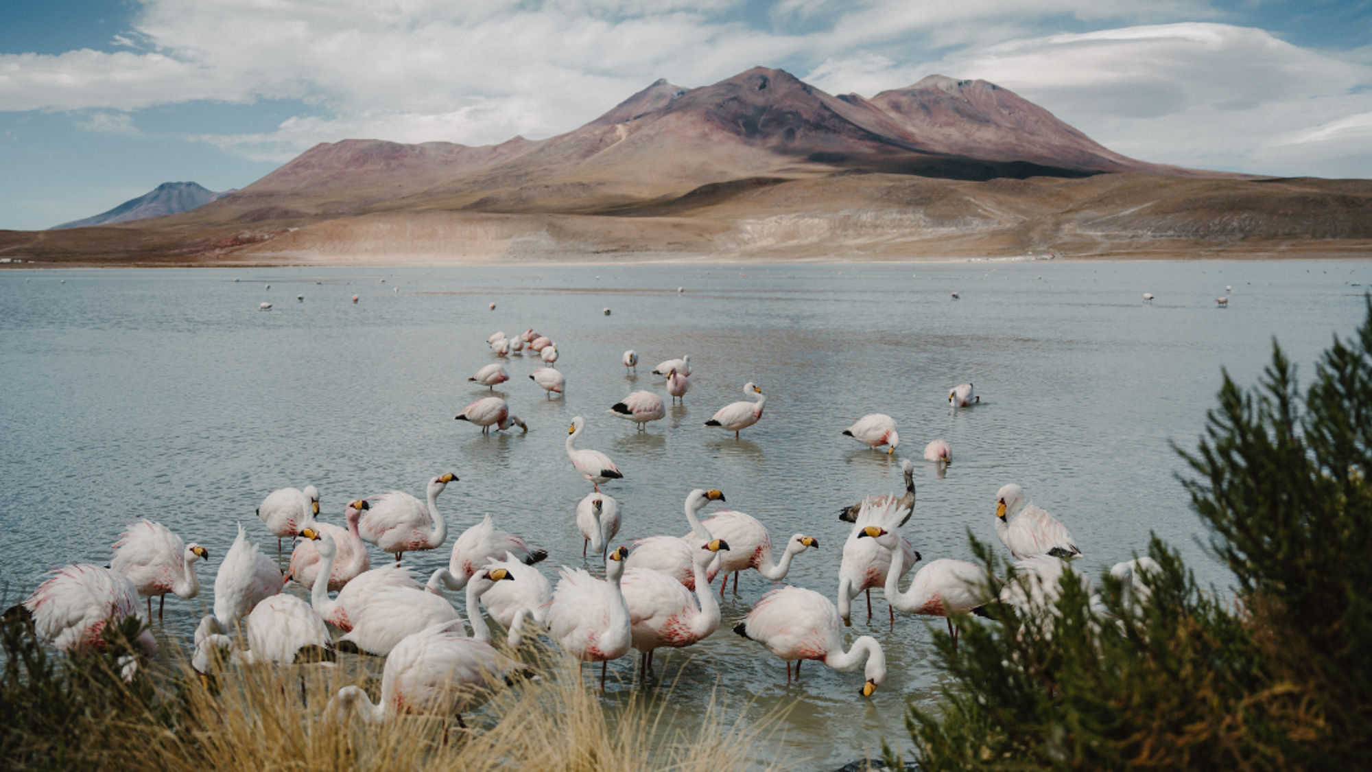 Les lagunes de l'altiplano et leurs flamants roses - jour 5 (Chili)