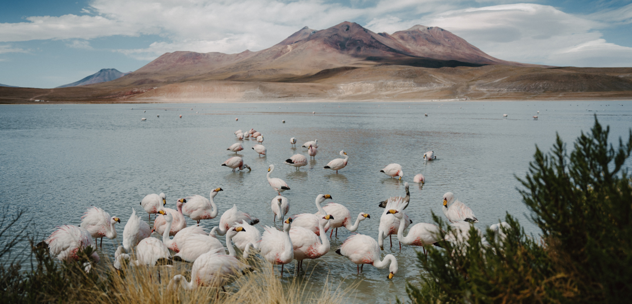 Les lagunes de l'altiplano et leurs flamants roses - jour 5 (Chili)