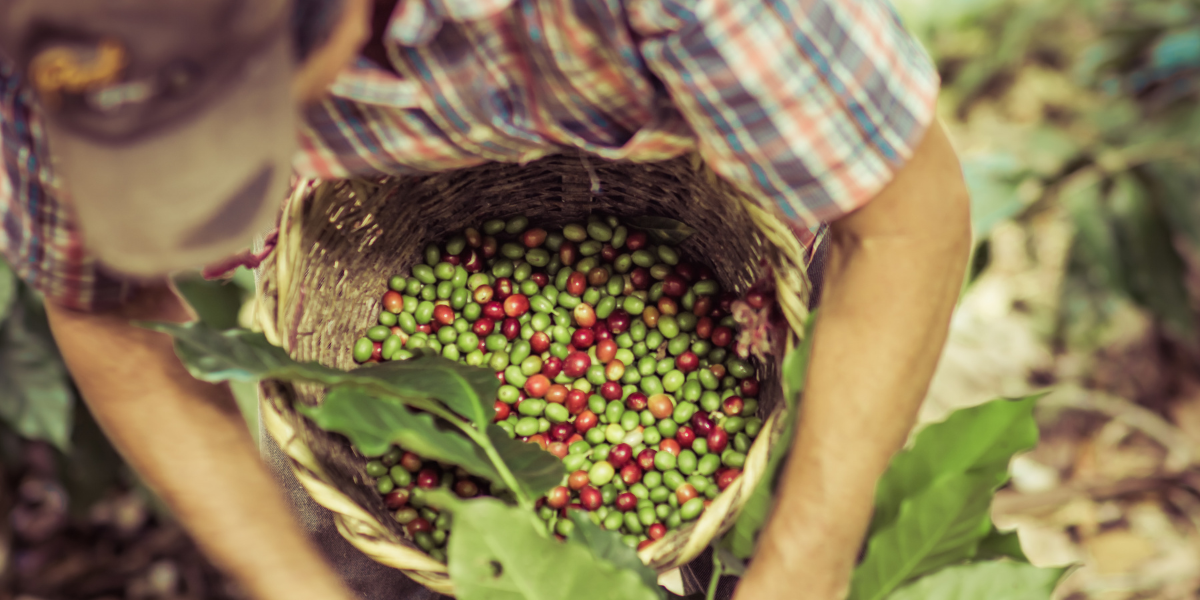 Visitez une plantation de café