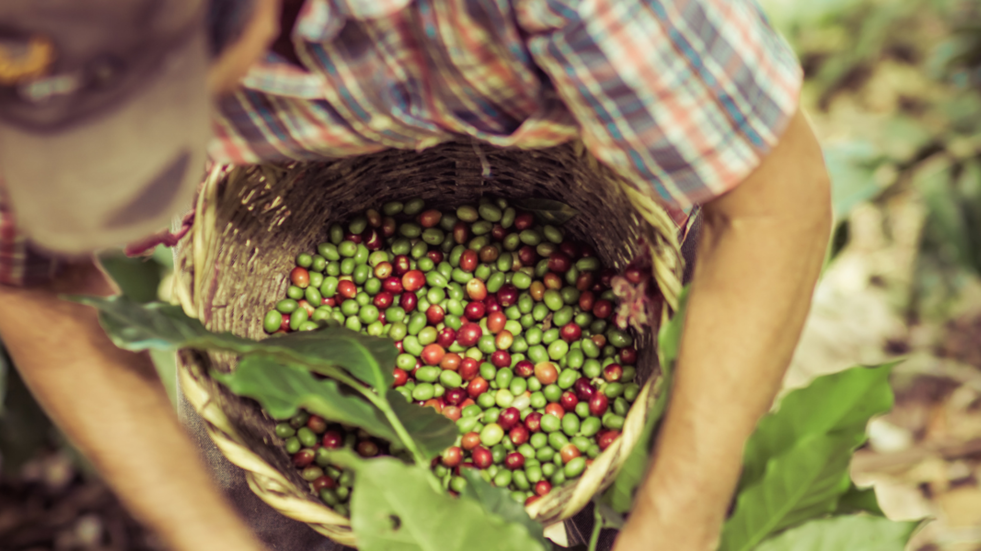 Visitez une plantation de café
