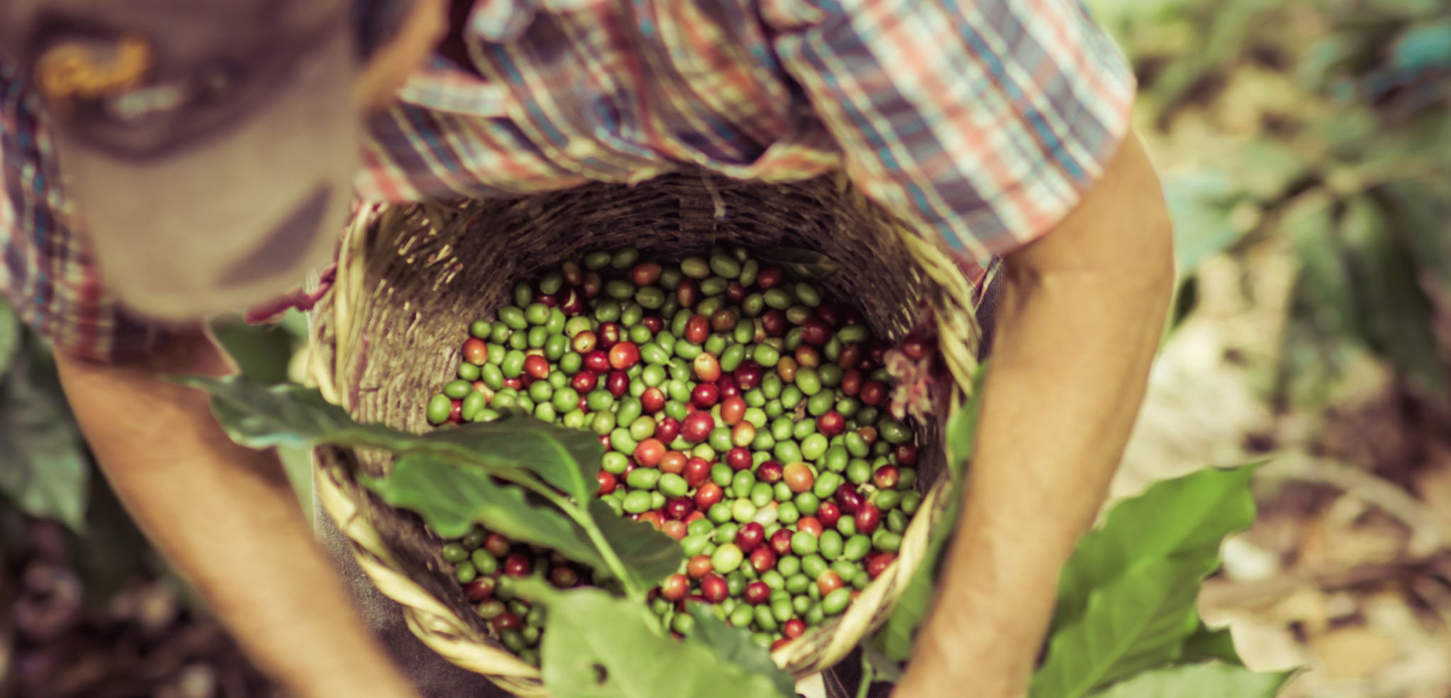 Visitez une plantation de café
