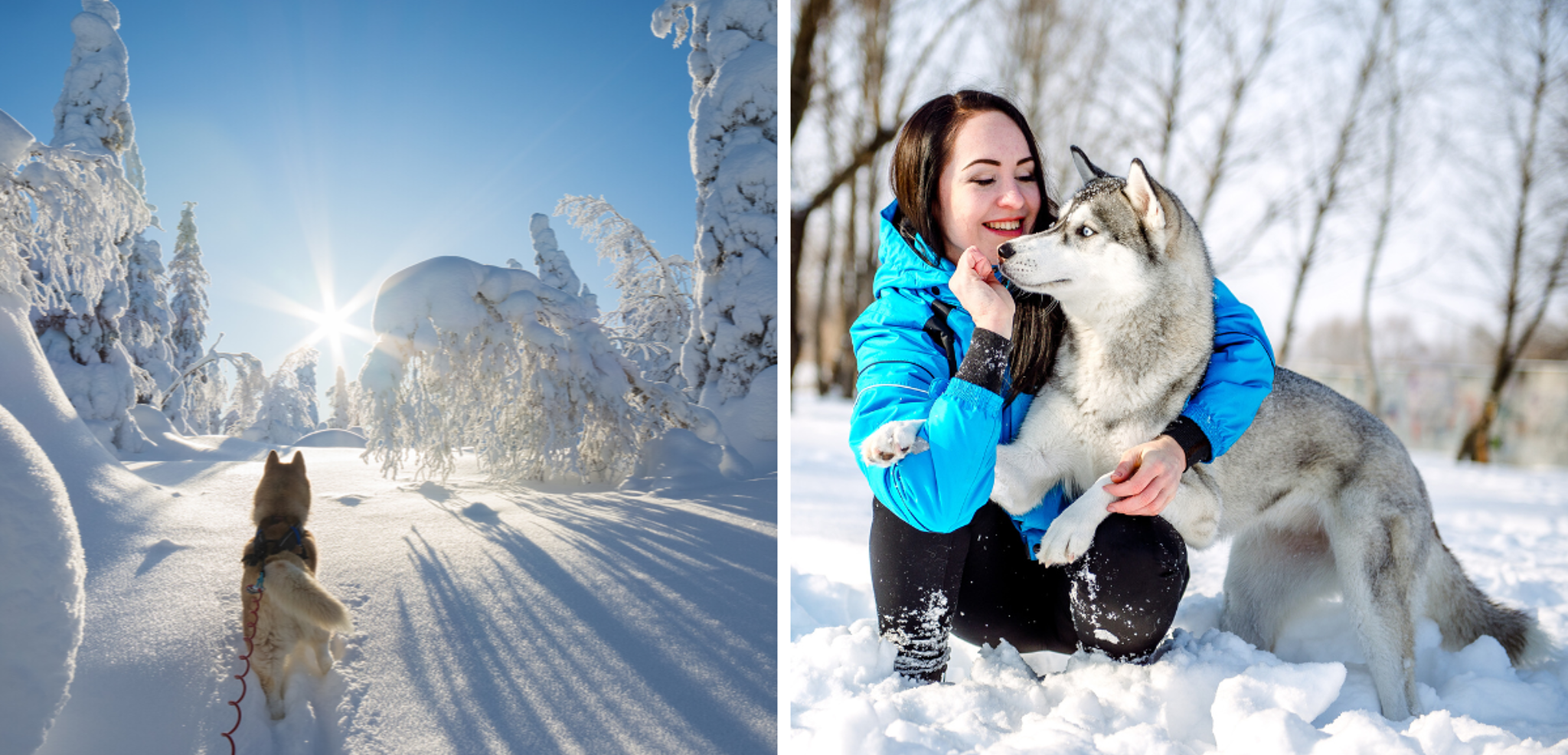 Et retrouvez vos compagnons à 4 pattes pour une cani-rando