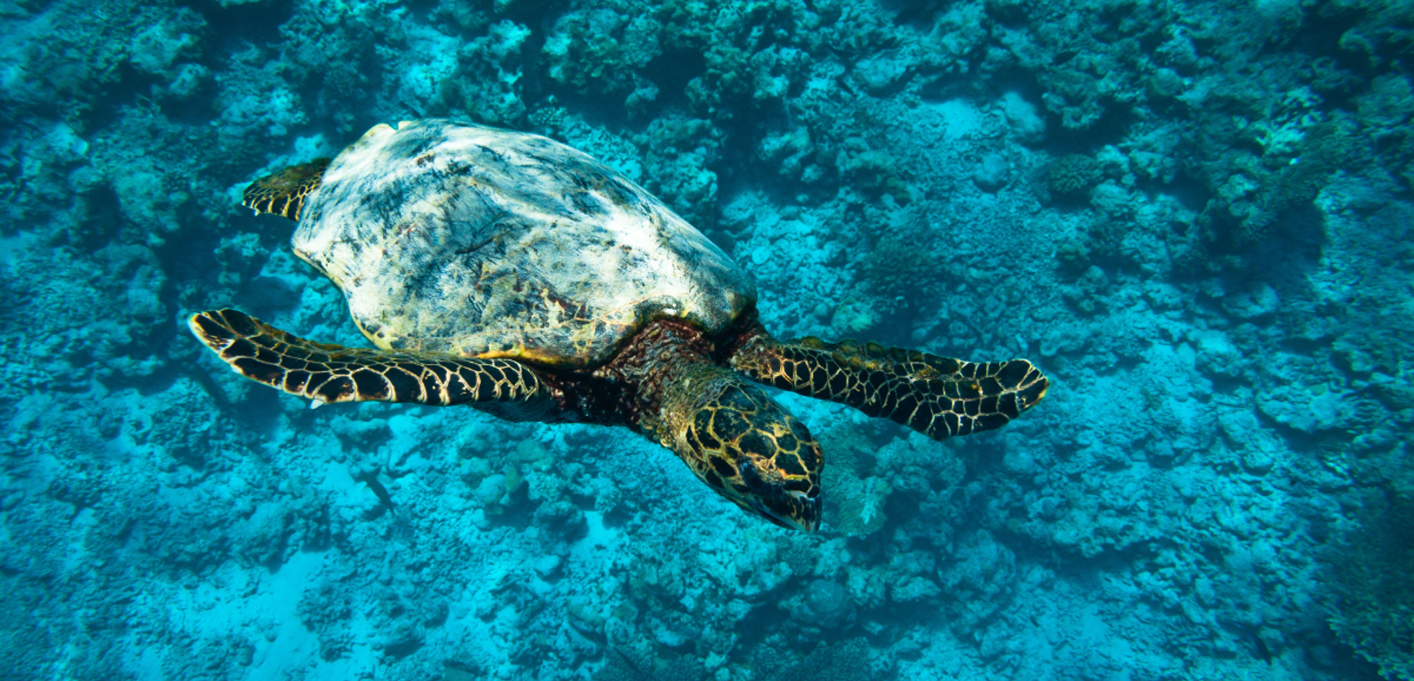 Vous aurez peut-être la chance de faire de belles rencontres !