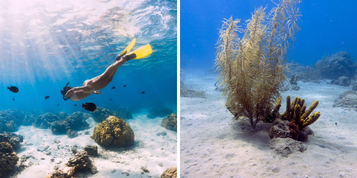 Découverte des fonds marins... 