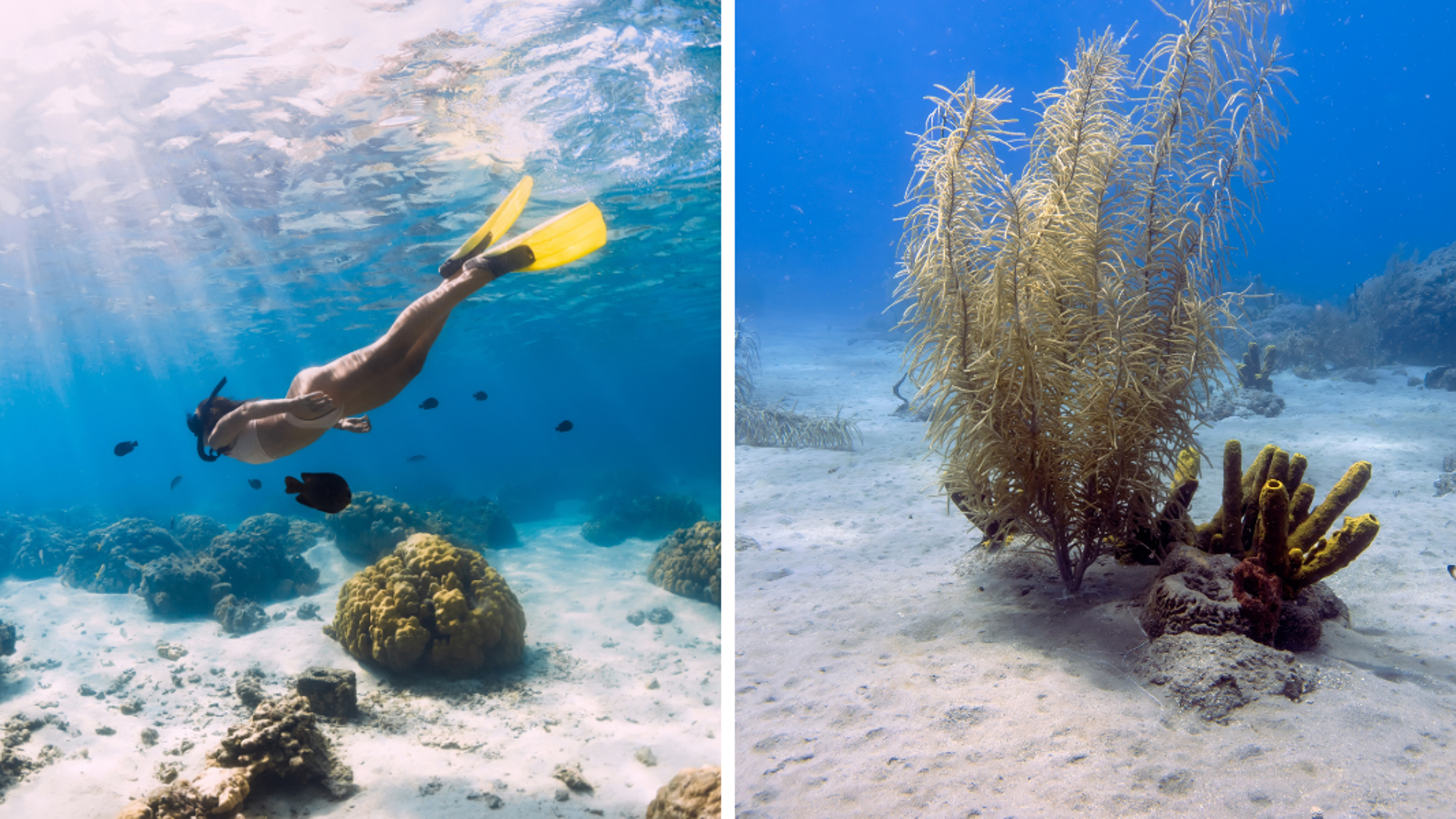 Découverte des fonds marins...
