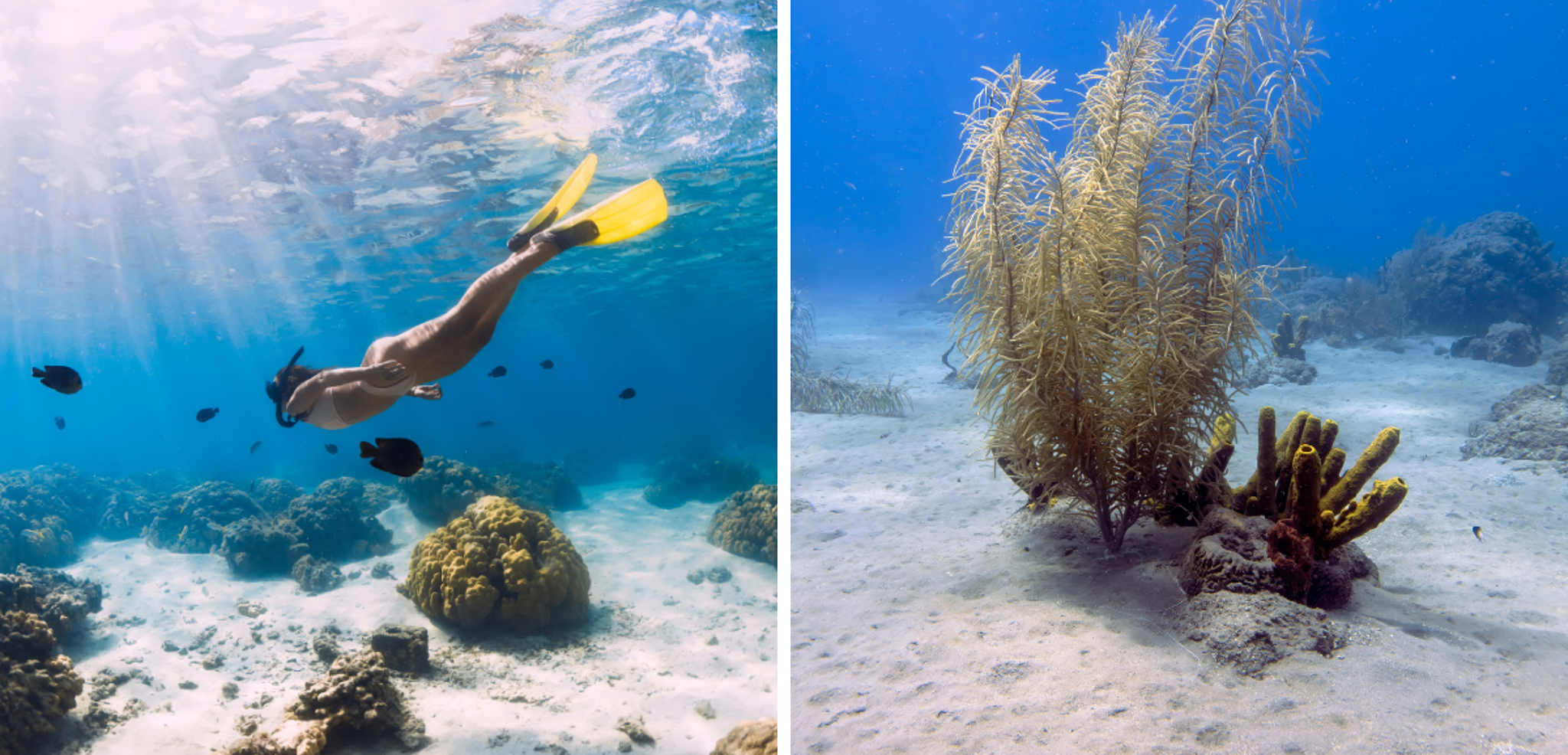 Découverte des fonds marins...