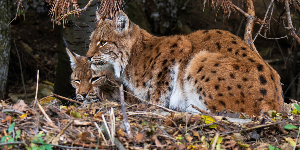 Ouvrez l'oeil et tentez d'apercevoir les lynx