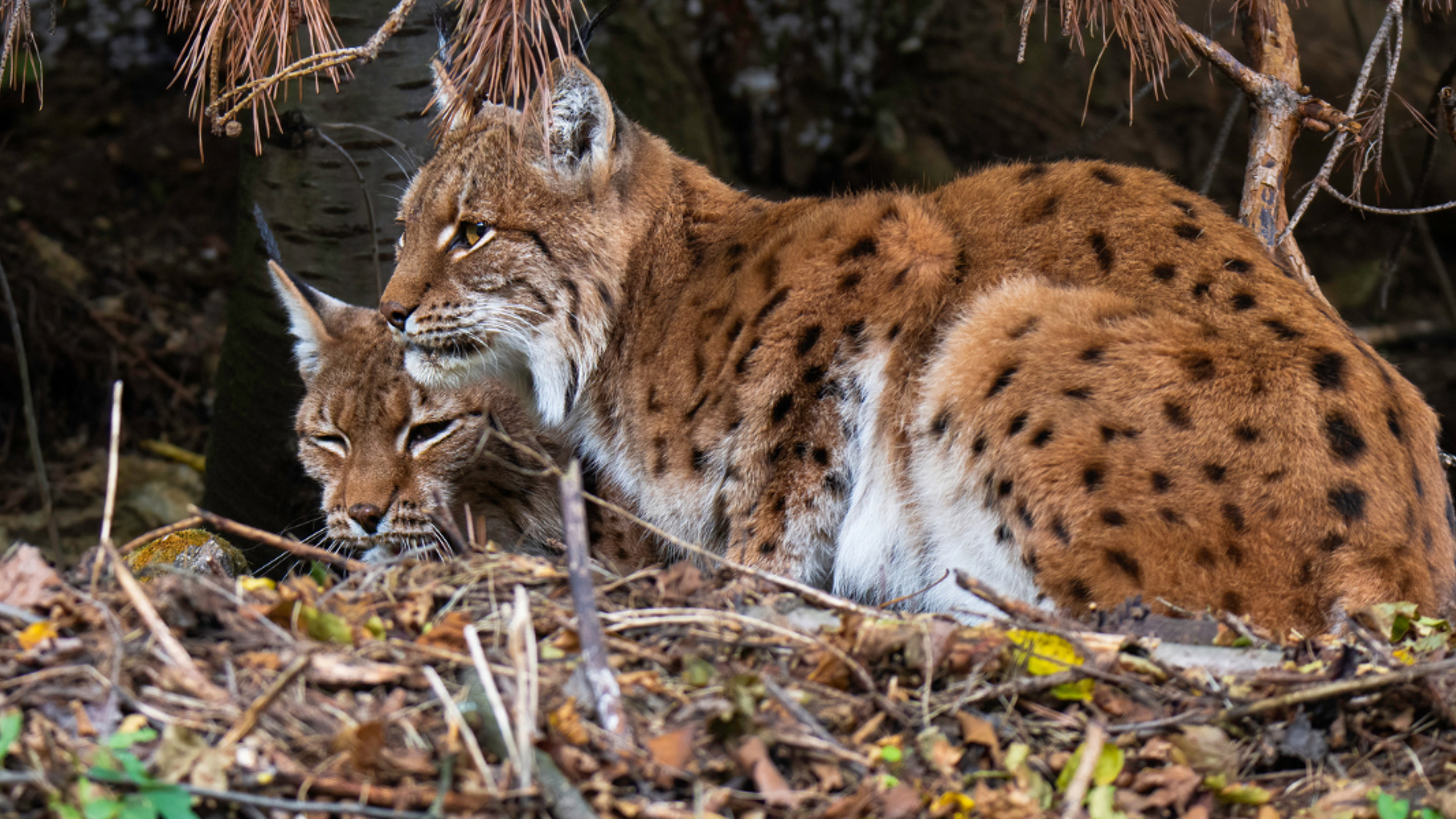 Ouvrez l'oeil et tentez d'apercevoir les lynx