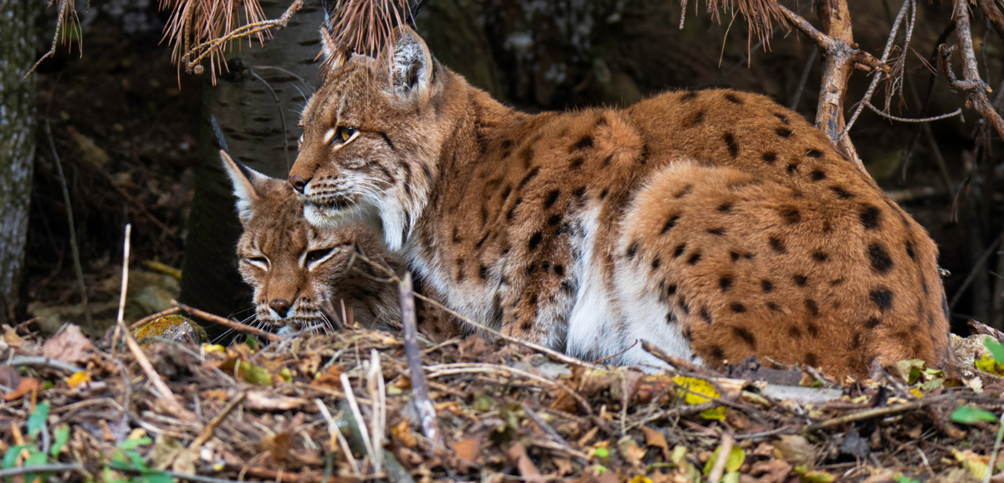 Ouvrez l'oeil et tentez d'apercevoir les lynx