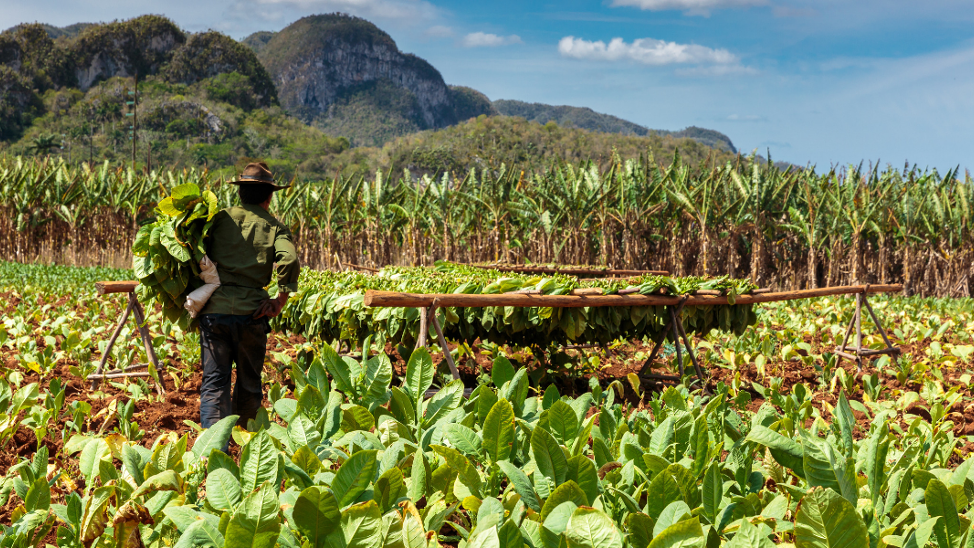 Les plantations de tabac