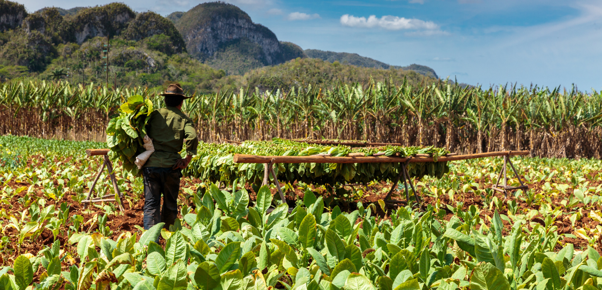 Les plantations de tabac