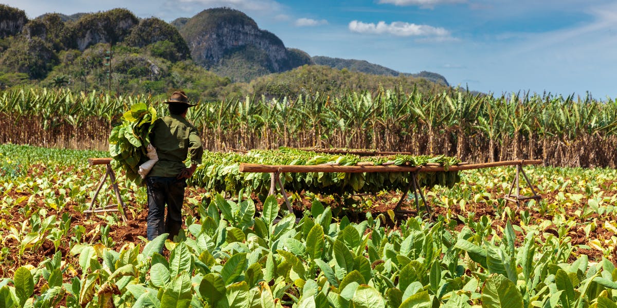 Les plantations de tabac, Viñales, jour 9