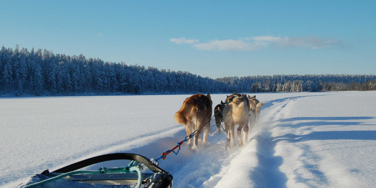 Une balade en chiens de traineau entre lacs et forêts - jour 2 