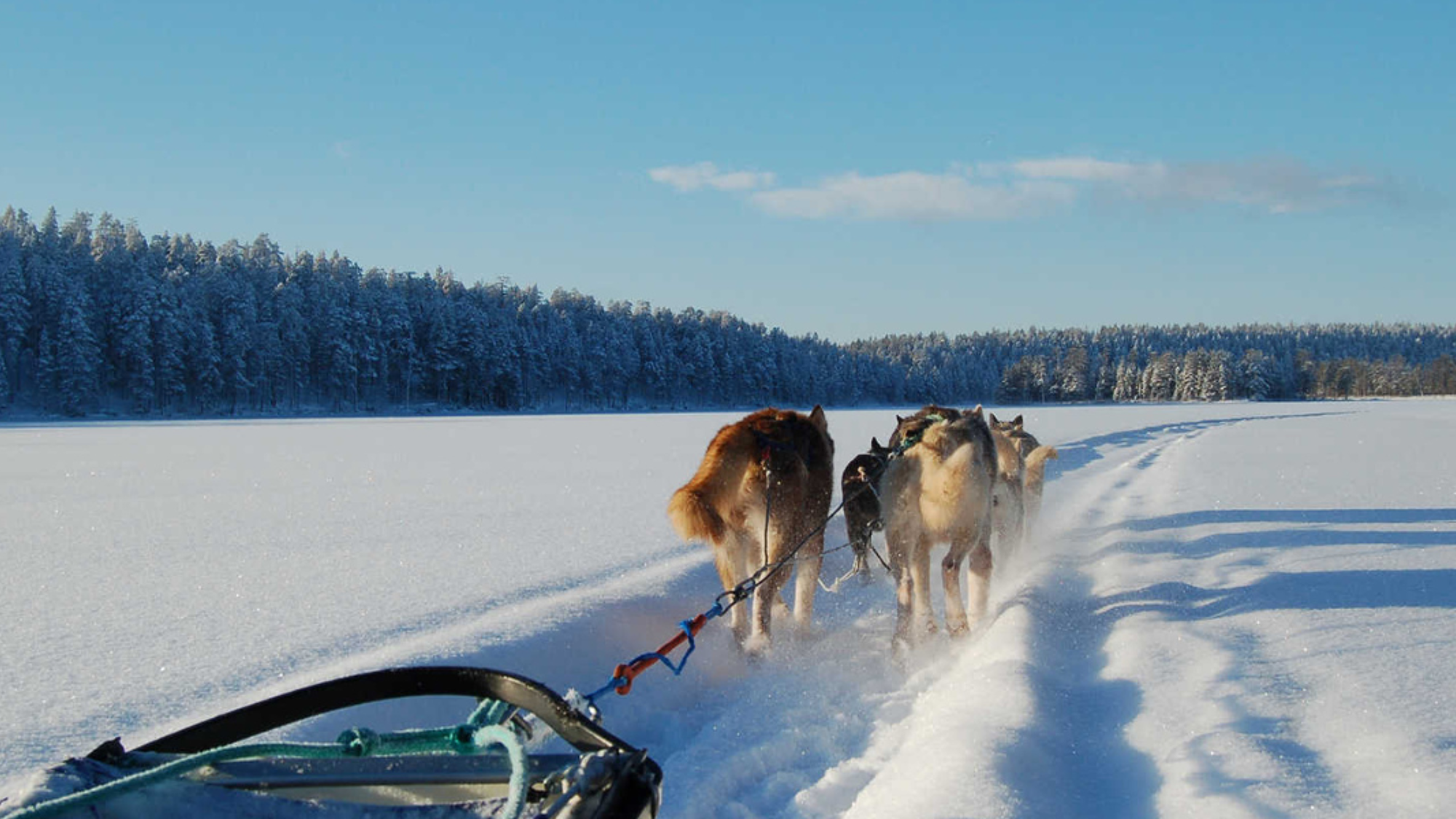 Une balade en chiens de traineau entre lacs et forêts - jour 2