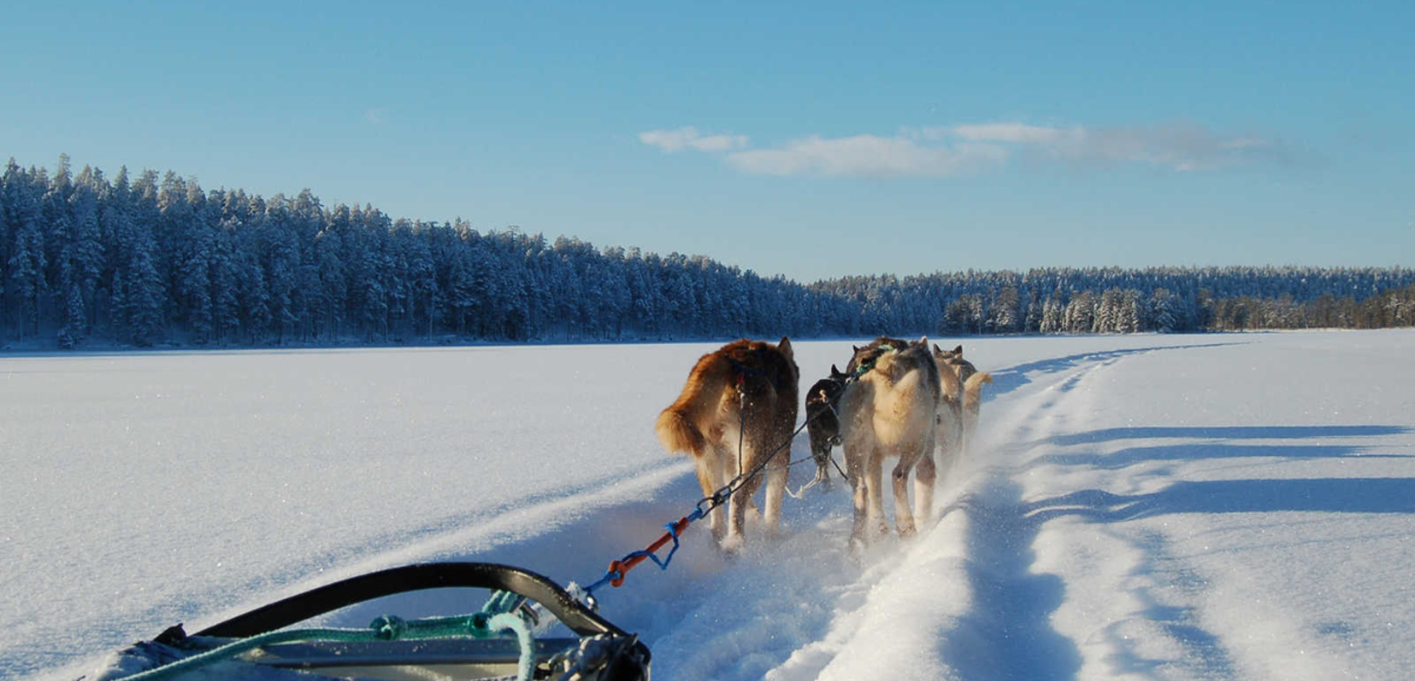 Une balade en chiens de traineau entre lacs et forêts - jour 2