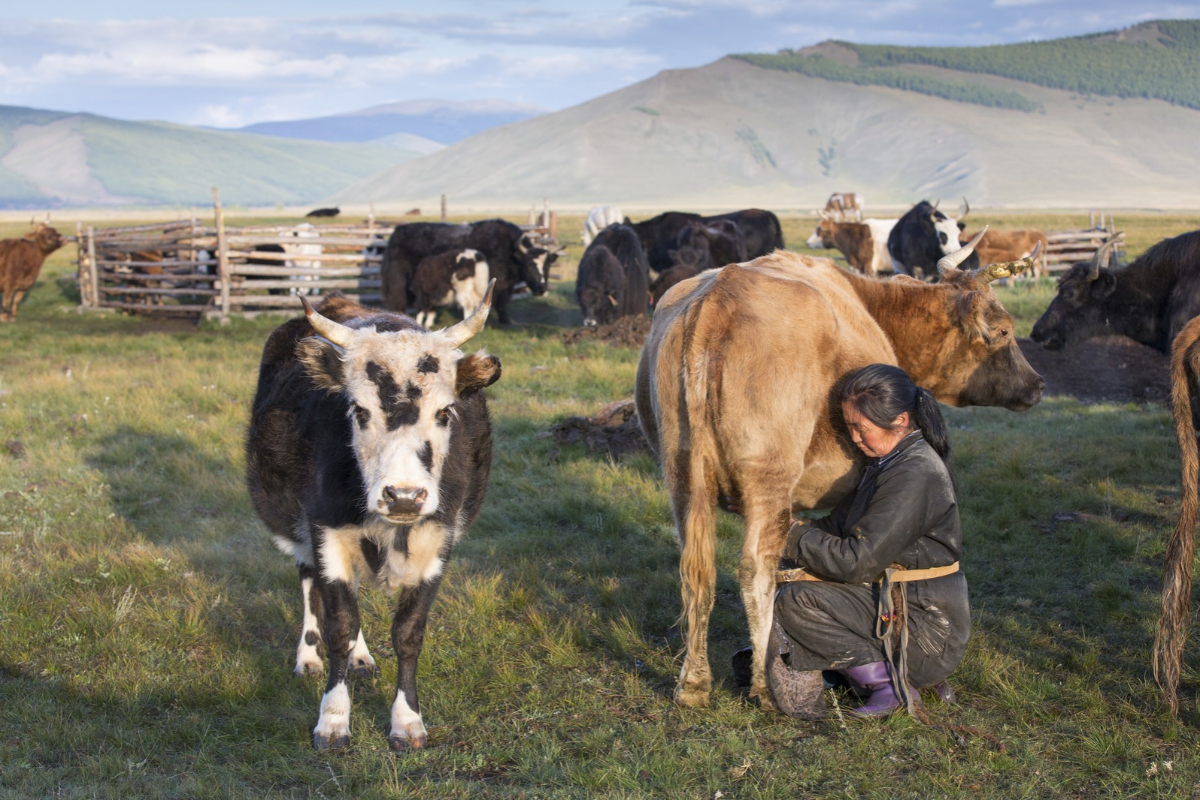 Mongolie 