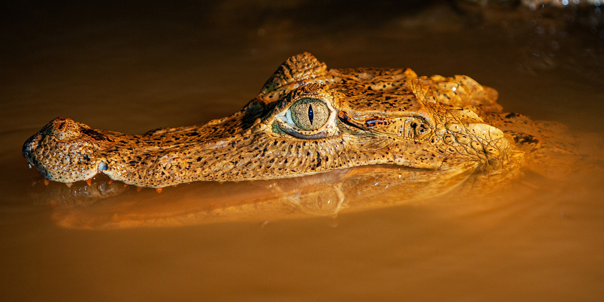 A la rencontre des caïmans - jour 10 