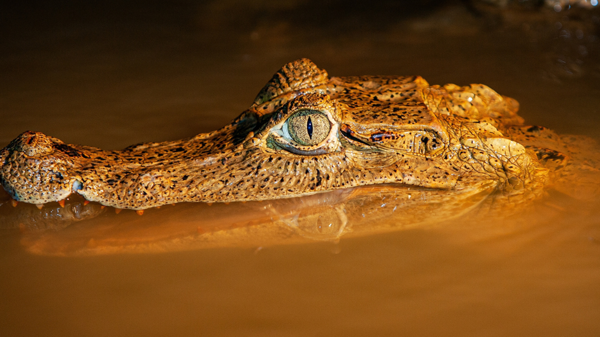 A la rencontre des caïmans - jour 10