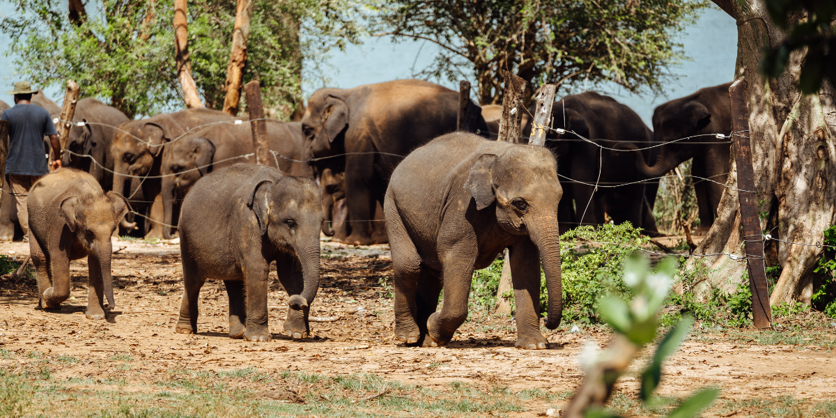 Une rencontre inoubliable (Elephant Transit Home)