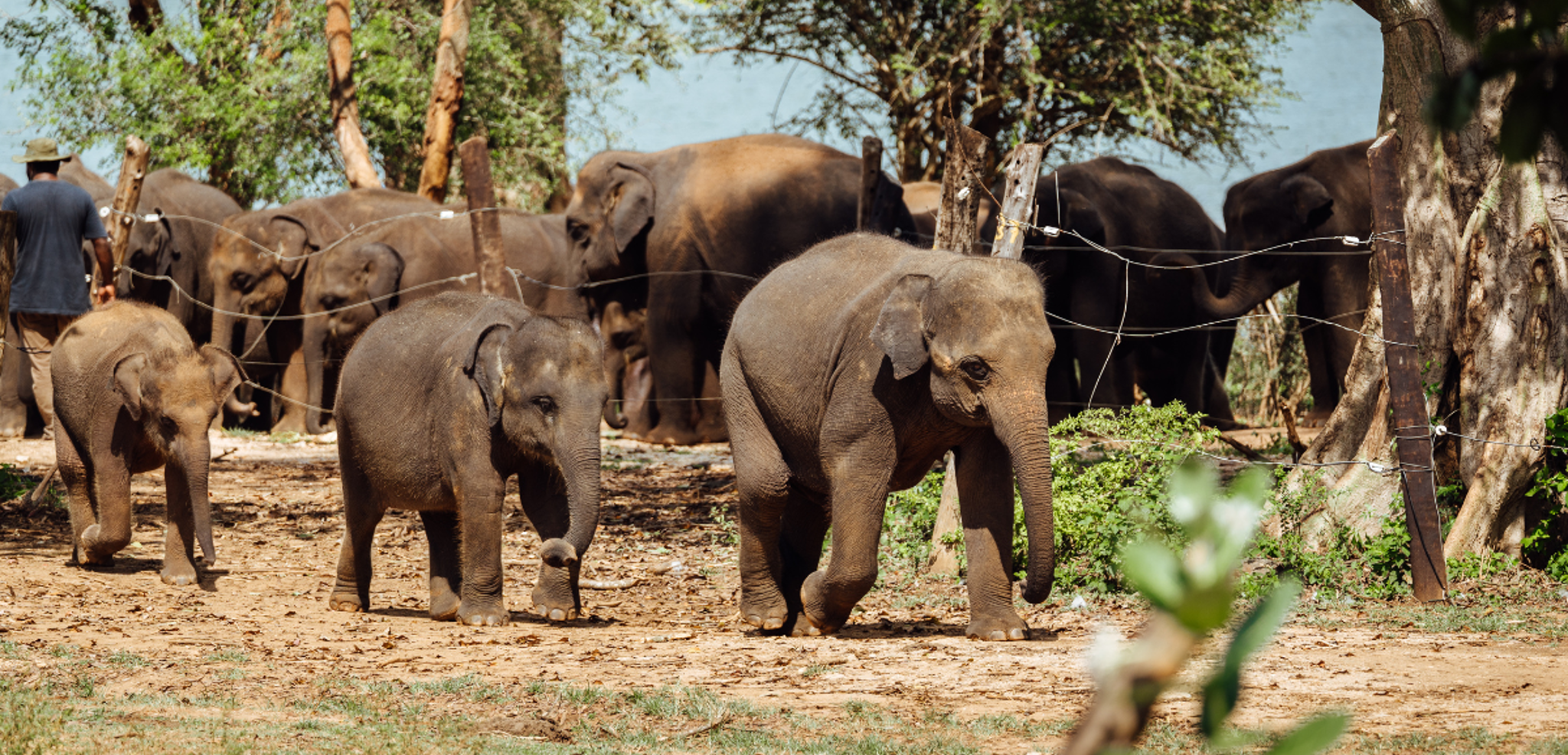 Une rencontre inoubliable (Elephant Transit Home)