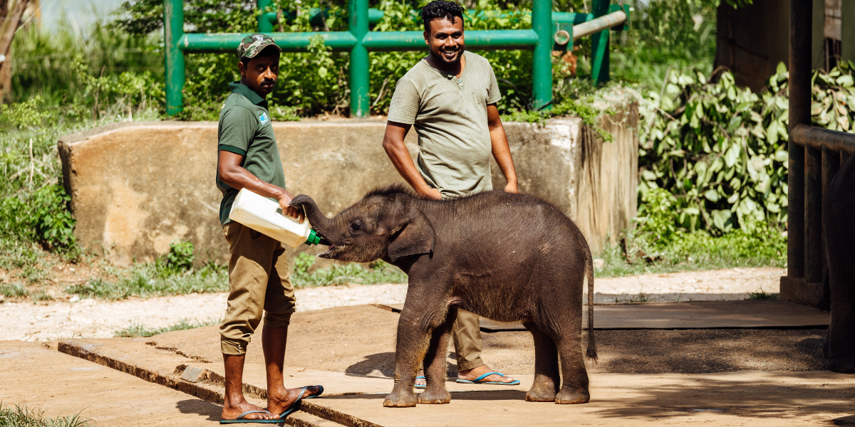 Le refuge pour éléphanteaux, jour 7