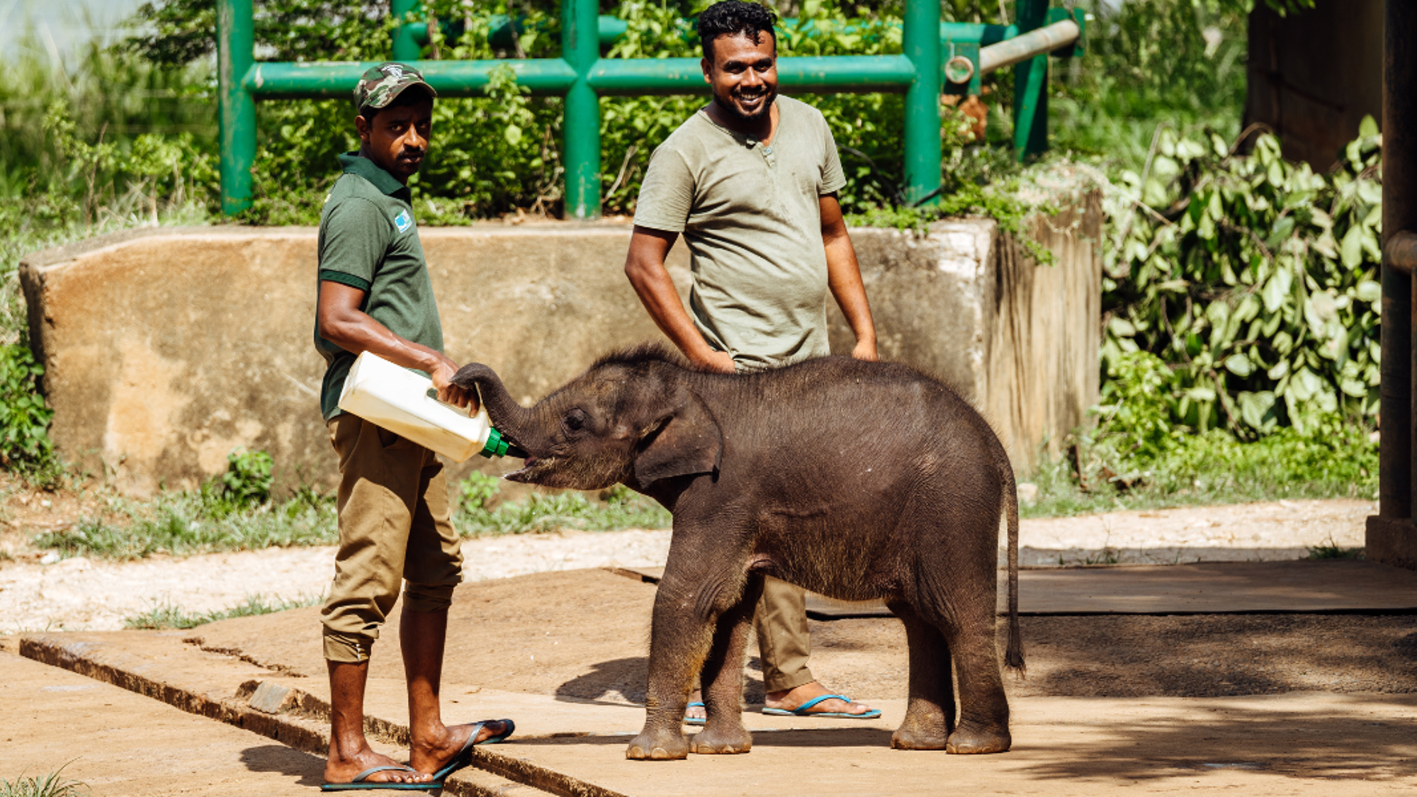 Le refuge pour éléphanteaux, jour 7
