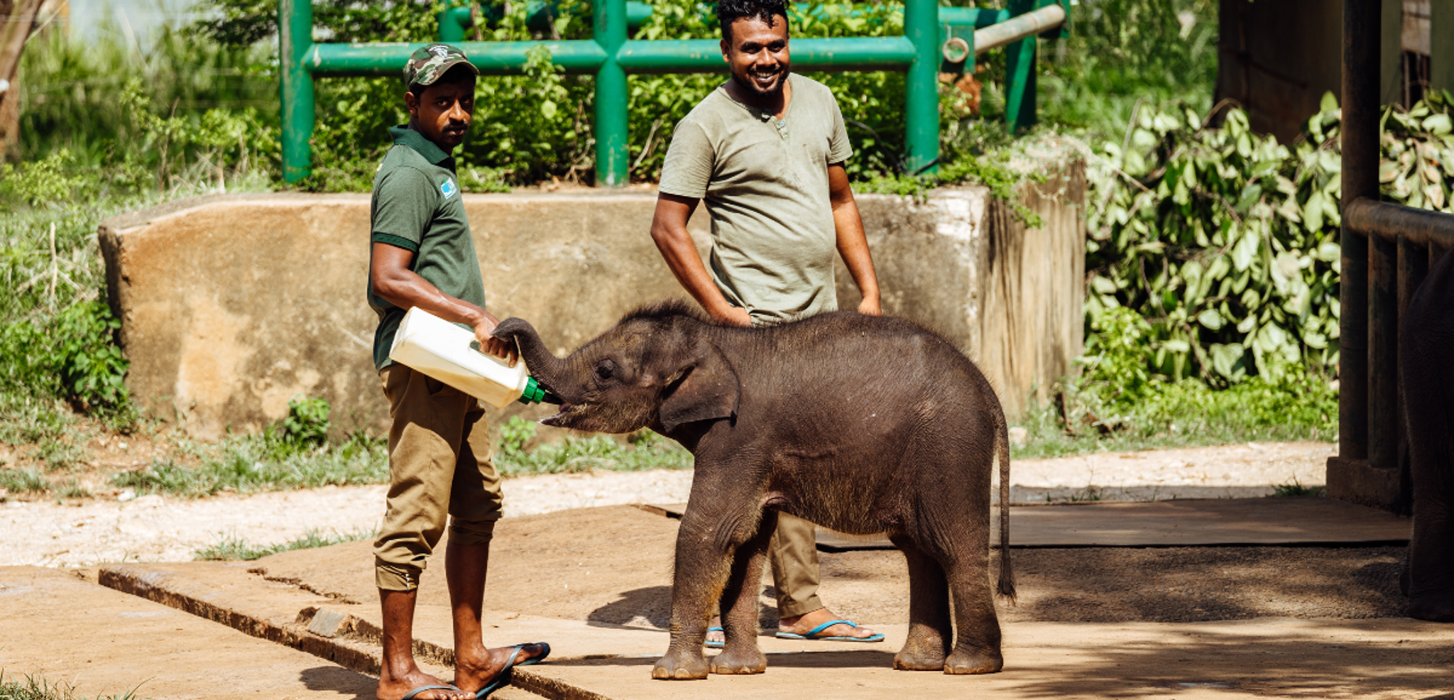 Le refuge pour éléphanteaux, jour 7