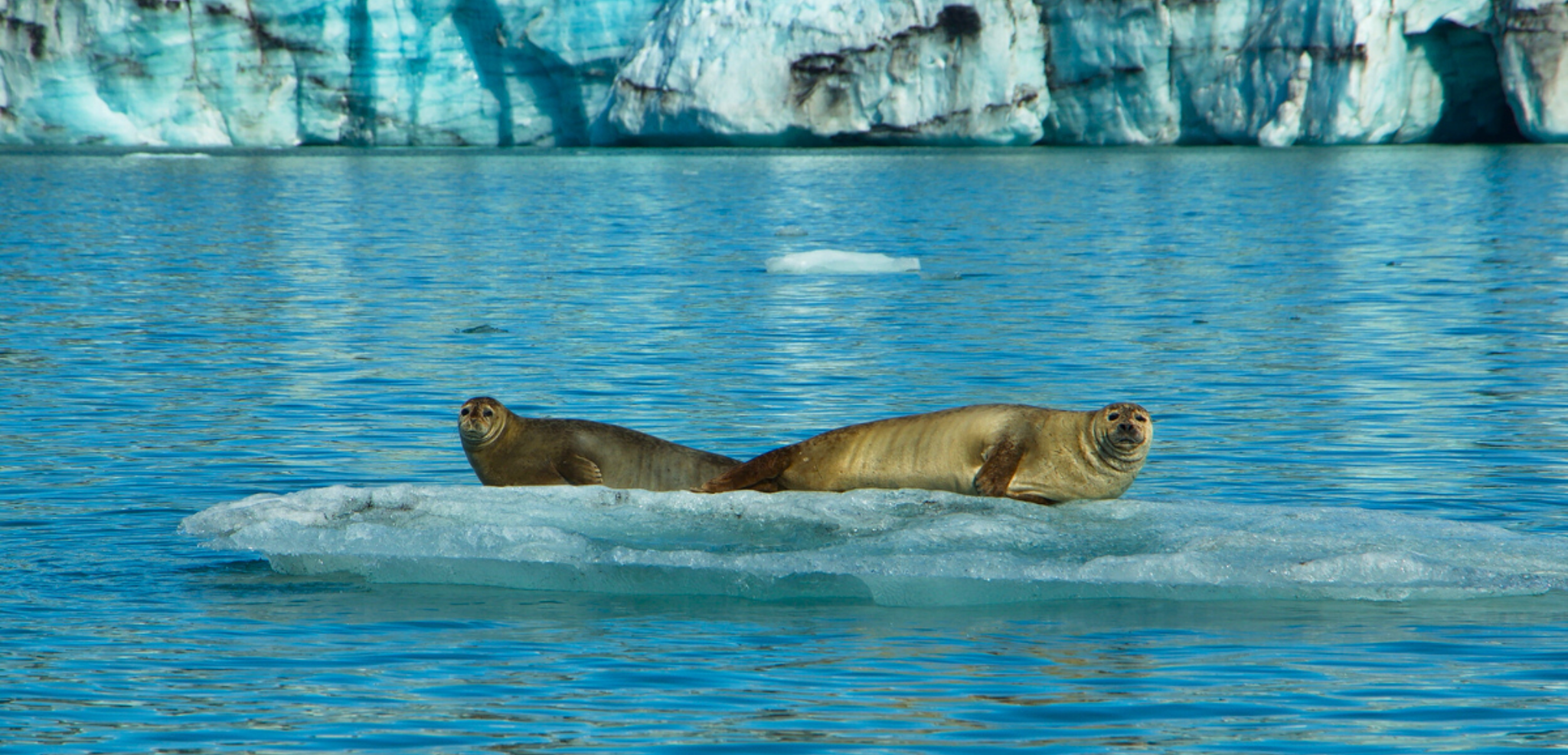 Ouvrez grands les yeux devant la faune islandaise !