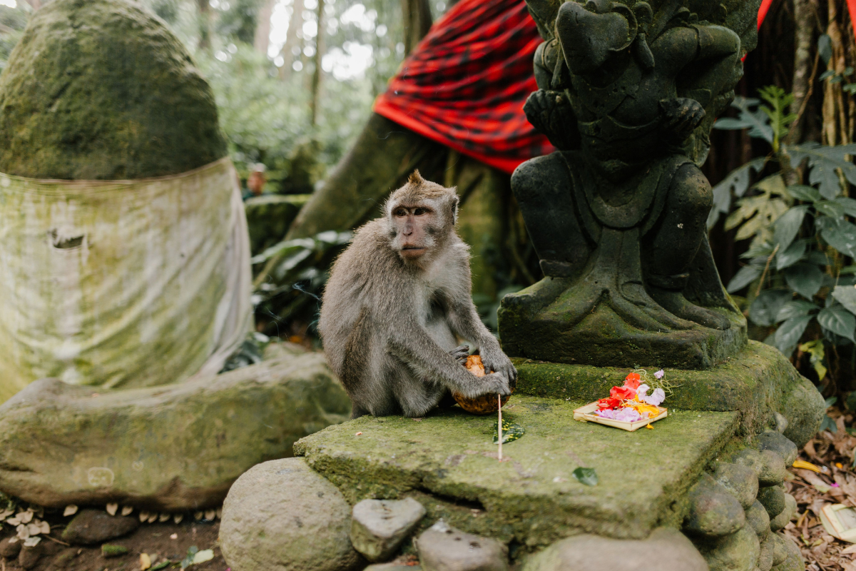 Ubud, Bali, Indonésie ©Julie Volk / Pexels 