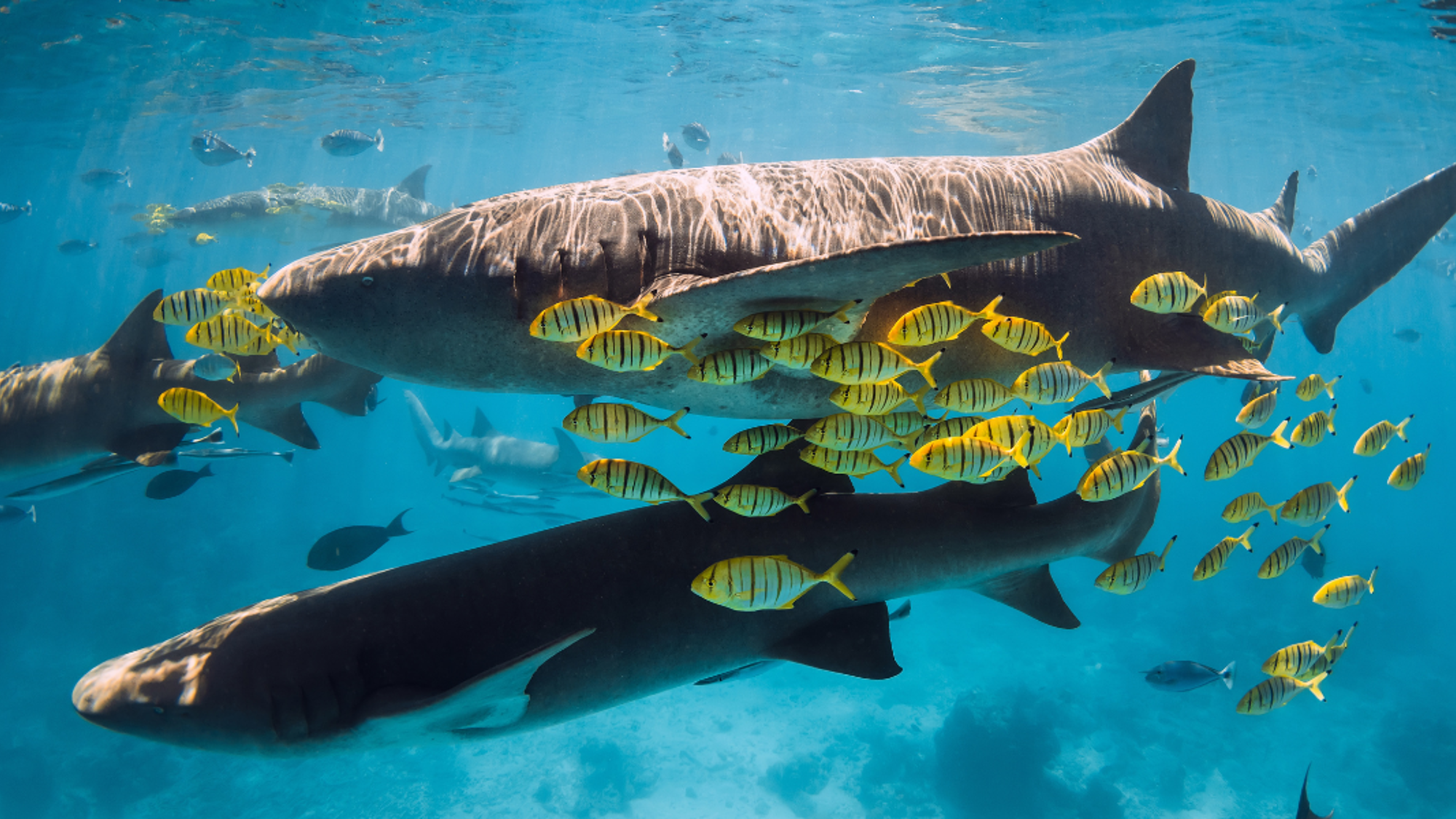 Requins, Maldives ©Shutterstock
