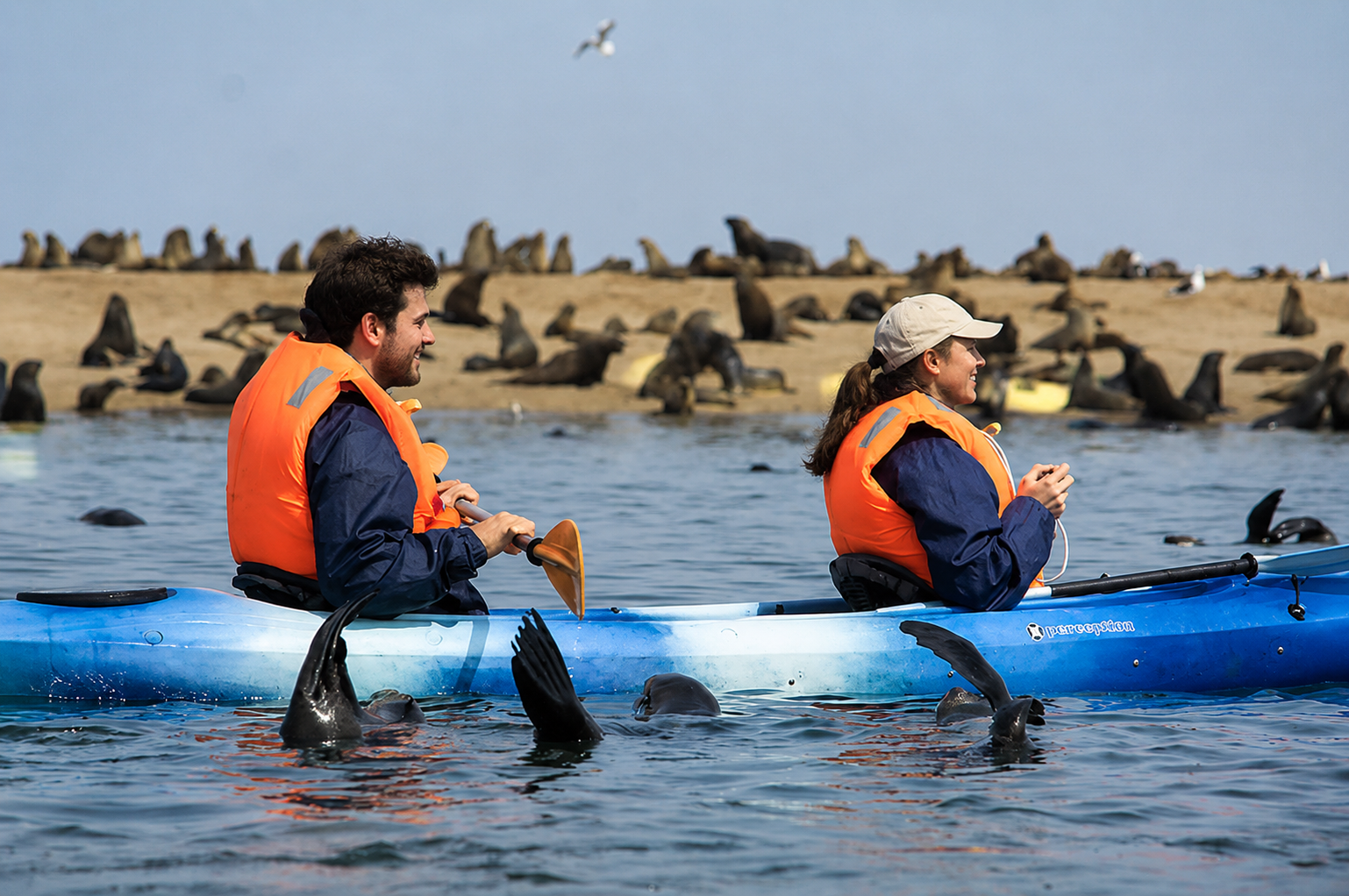 Excursion en kayak à Pelican Point