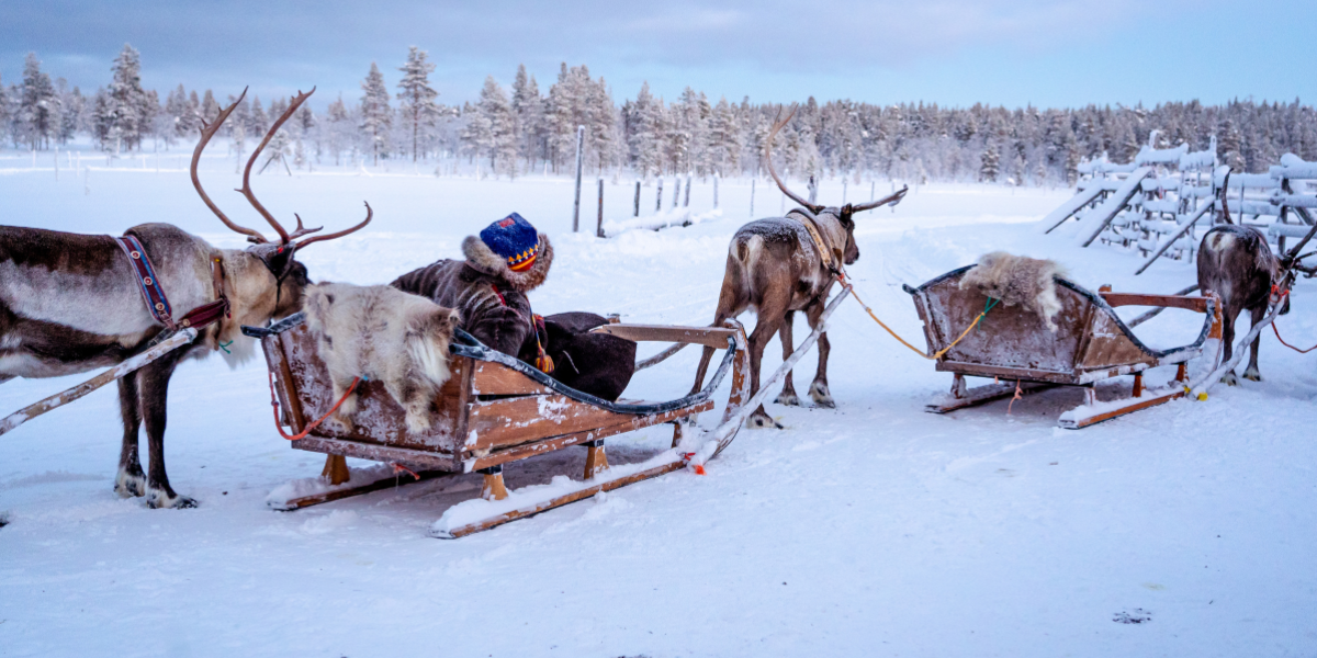 Visite d'une ferme de rennes et promenade en traineau
