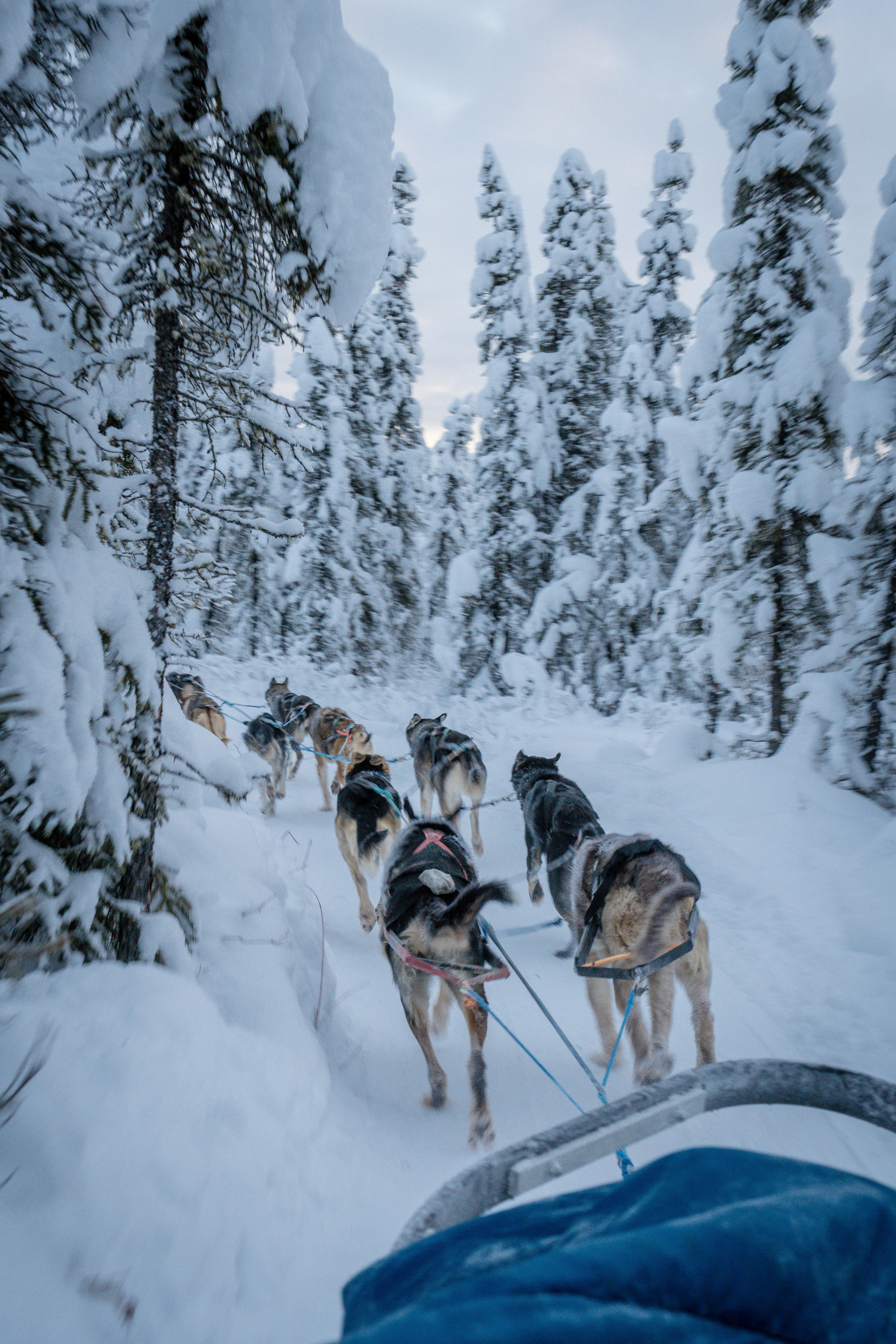 Frissonner à Salla en Laponie finlandaise
